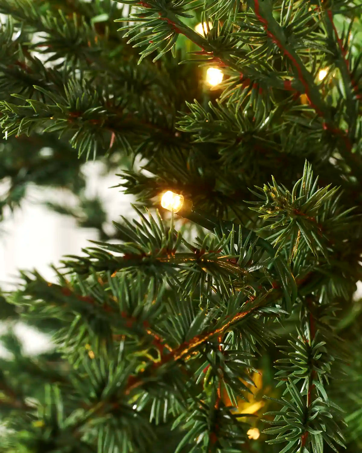 Close-up of green pine tree branches with warm white string lights glowing softly through the needles.
