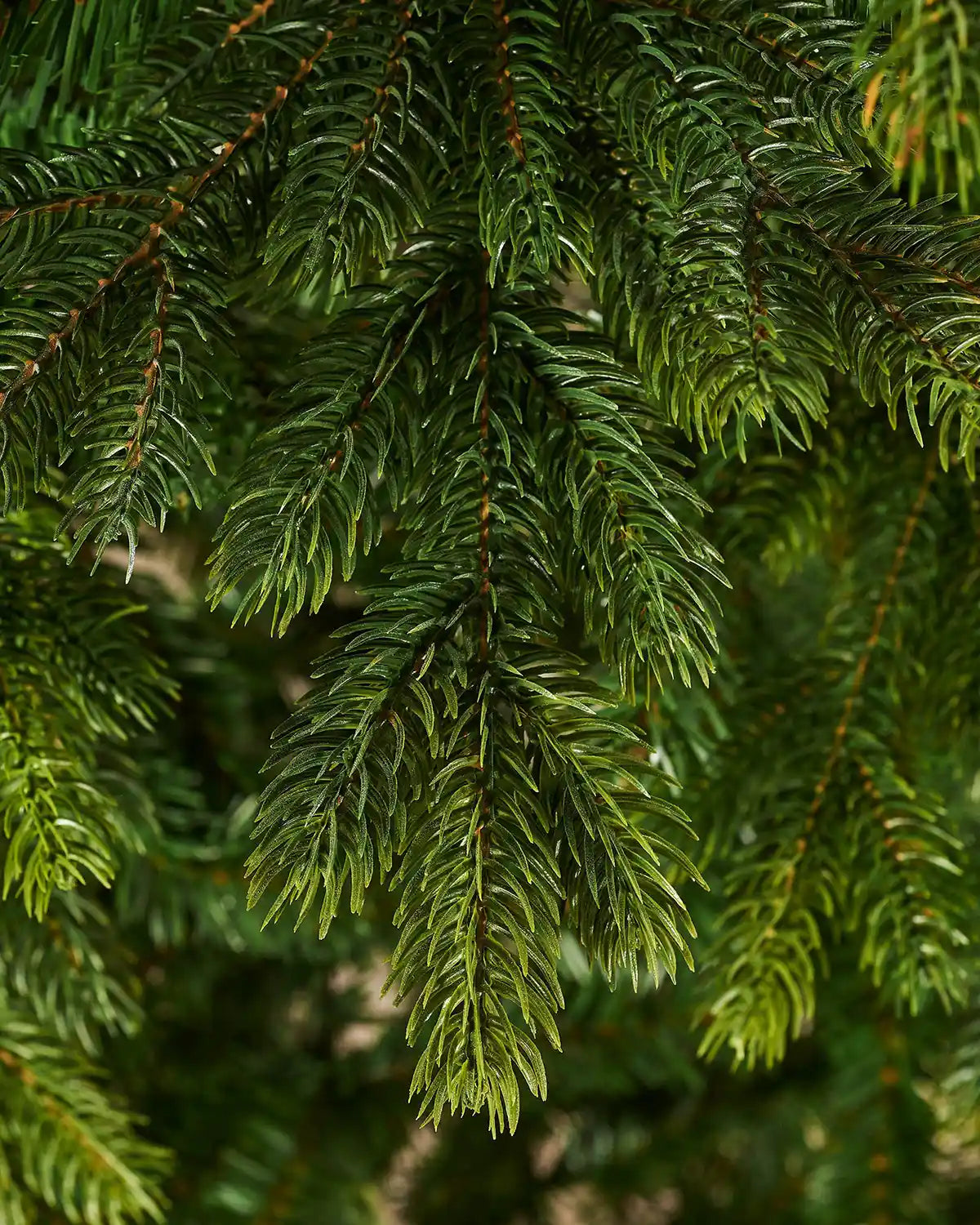Close up of the PVC and PE tips Regent Pine Mixed Tip Christmas Tree, 8ft