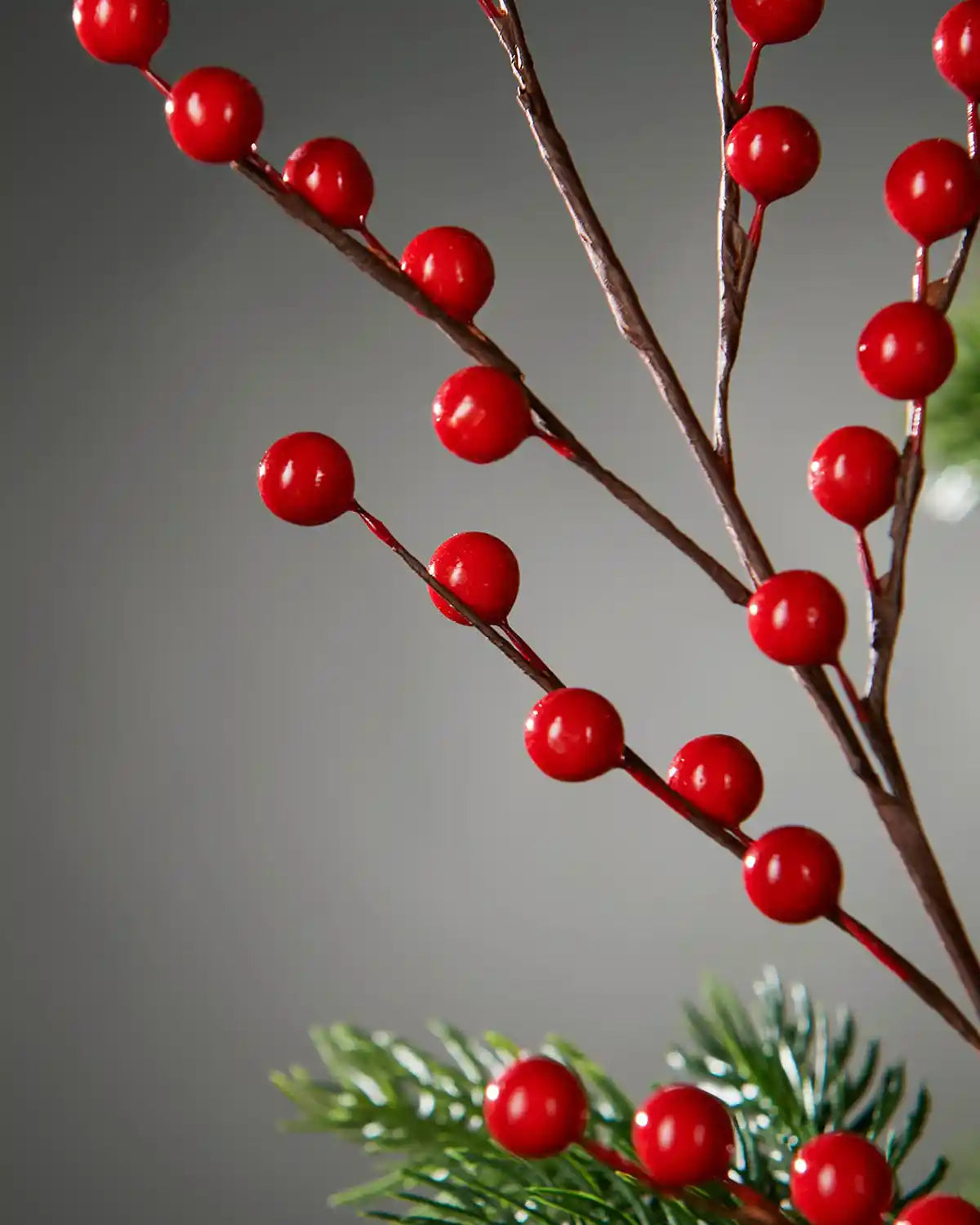 Shiny Red berries on a branch with a grey background