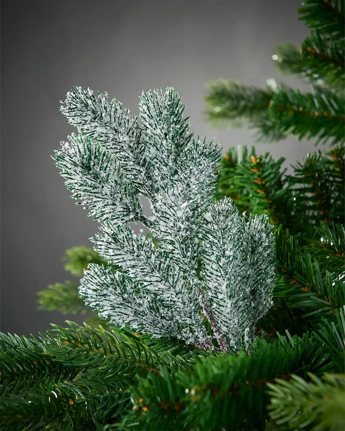 Small frosted pine pick on a Christmas tree branch against a grey background