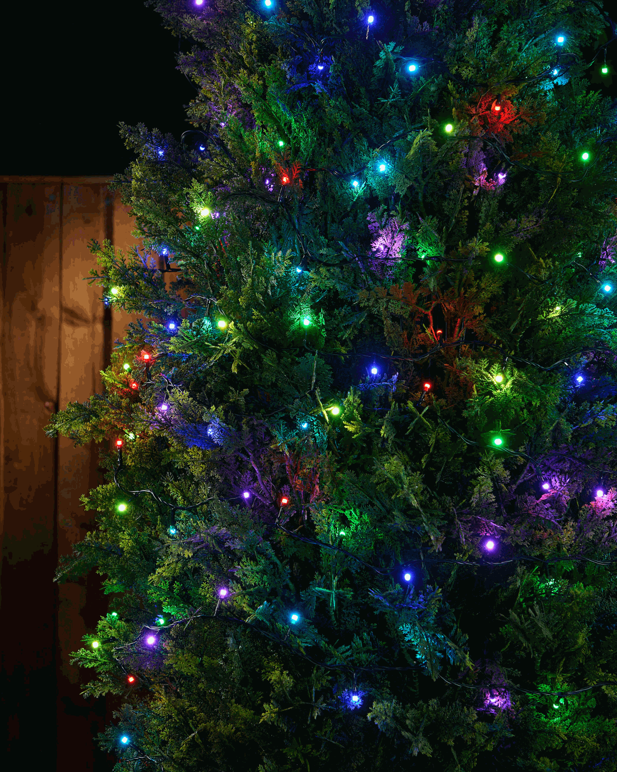 Colour-changing LED string lights wrapped around a bush flashing different colours.