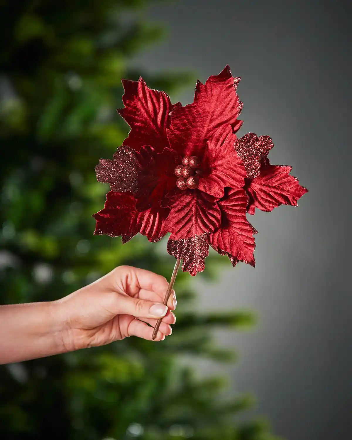 Red decorative Poinsettia
 flower held by a hand against a blurred green and grey background