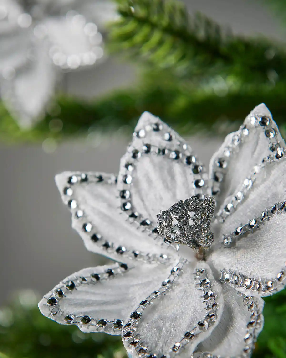 Close up of a white White Poinsettia flower on a Christmas tree