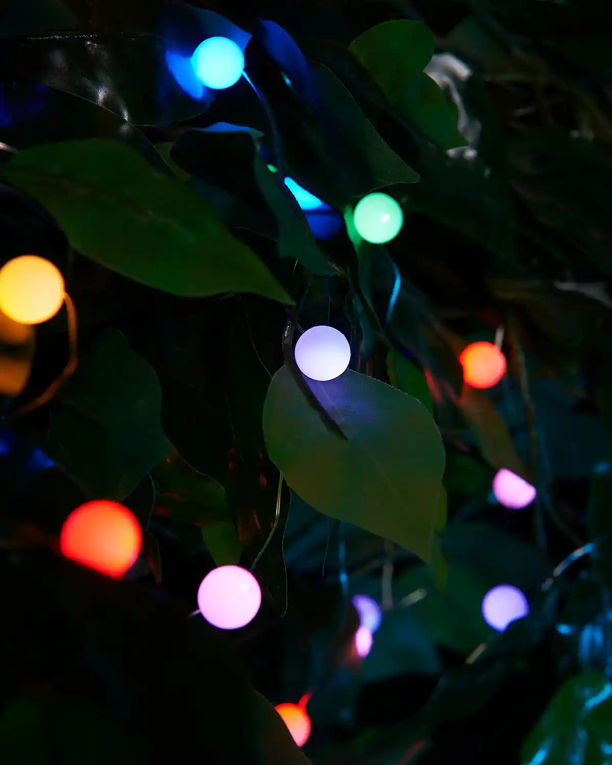 String berry lights with multicoloured bulbs hanging among green leaves at night.