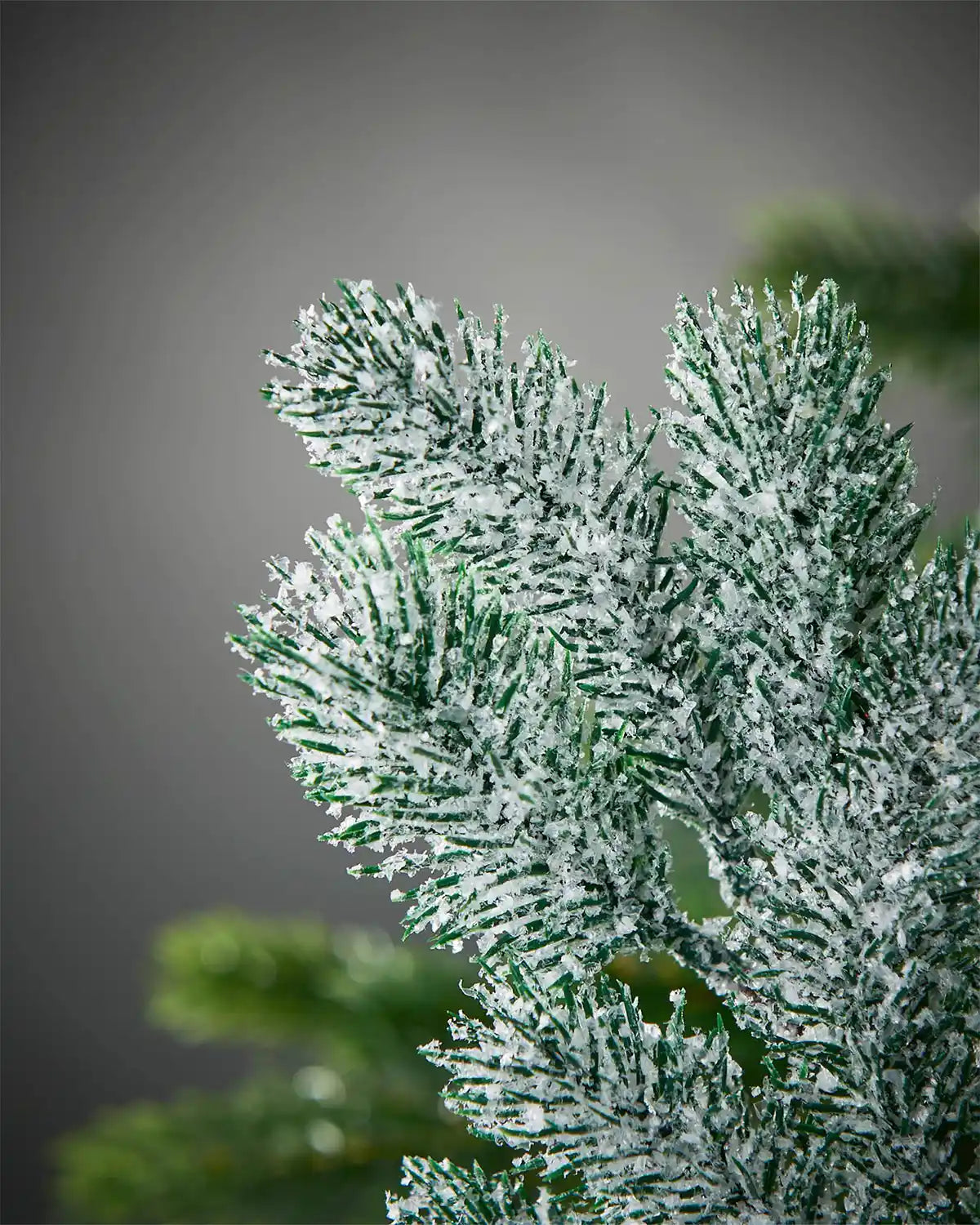 Close-up of a snowy pine branch against a blurred background