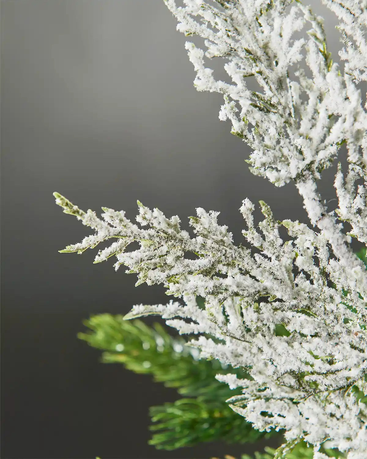 Close-up of frosted tree branches against a dark background