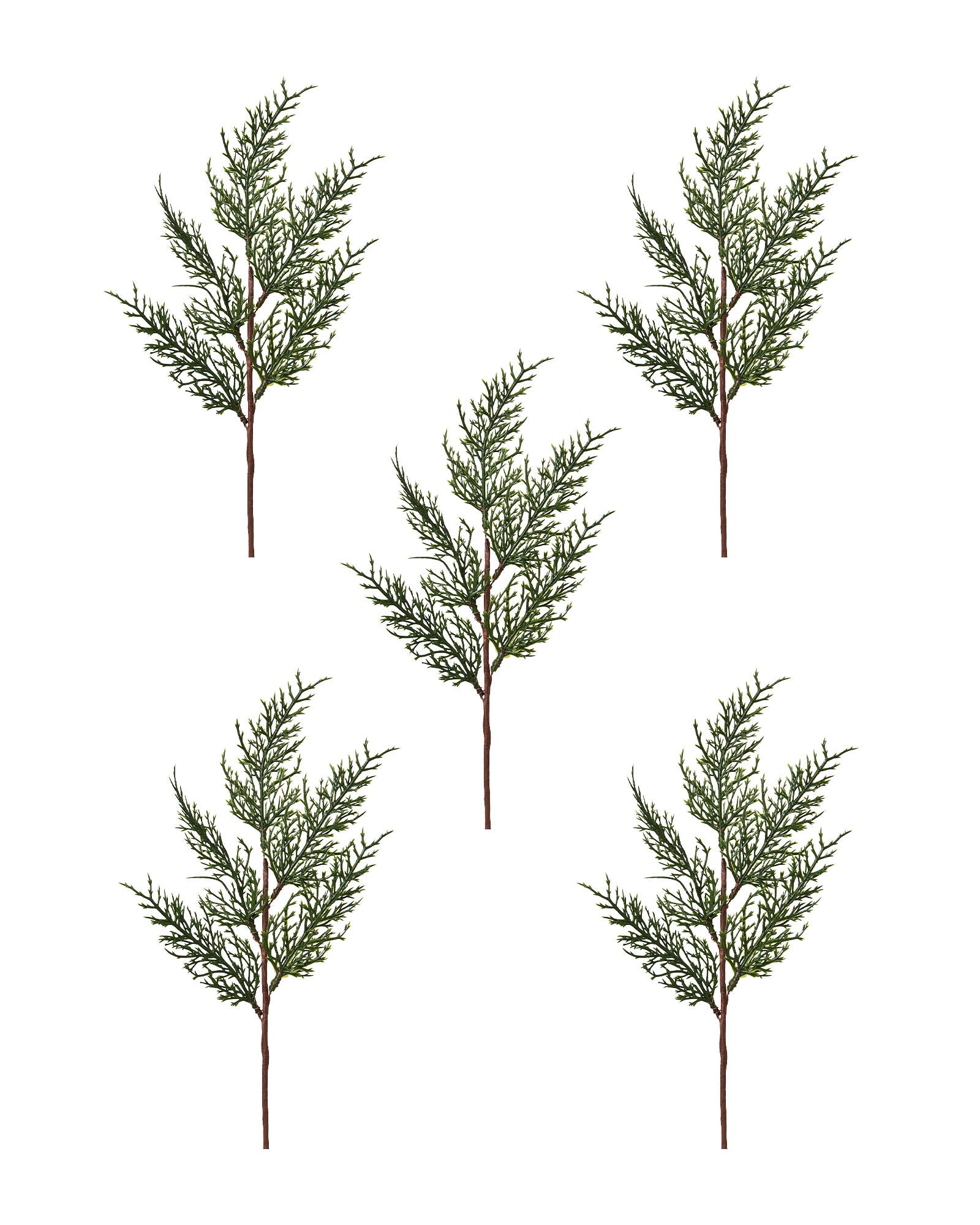 Set of 5 Natural Cypress Picks, 40 cm