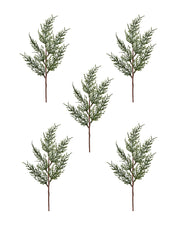 Set of 5 Natural Cypress Picks, 40 cm