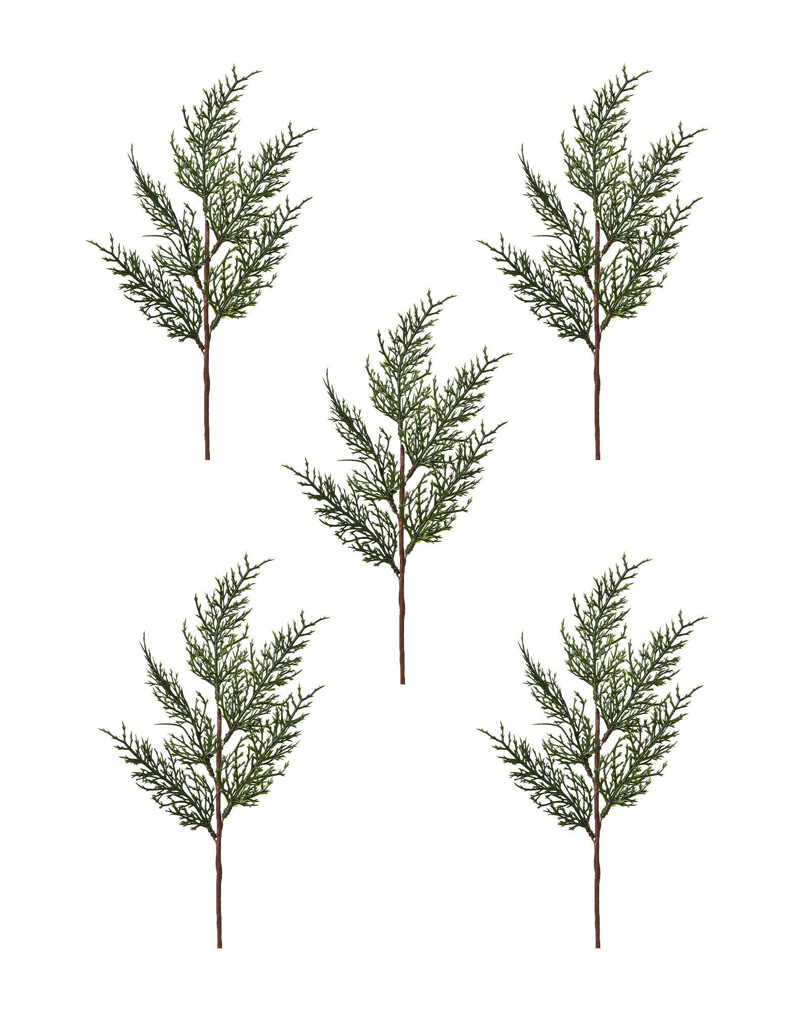 Set of 5 Natural Cypress Picks, 40 cm