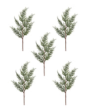 Set of 5 Cypress Picks