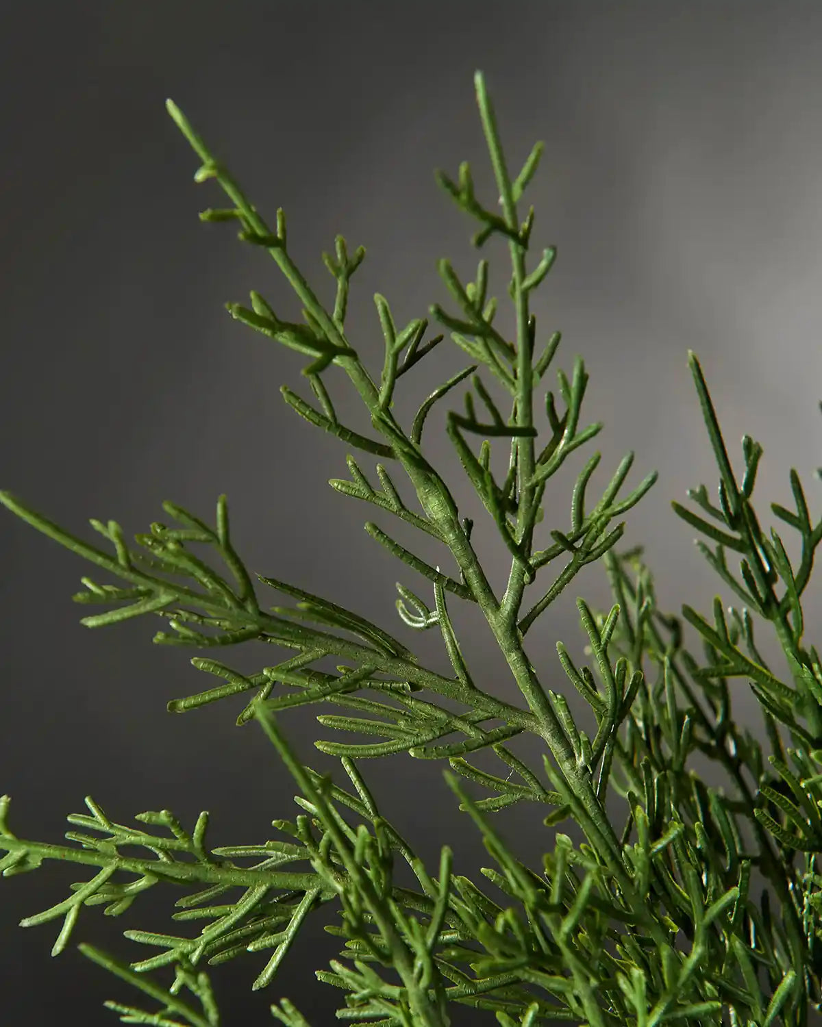 Close up of green Cedar Christmas tree pick tips on a Christmas tree branch against a grey background