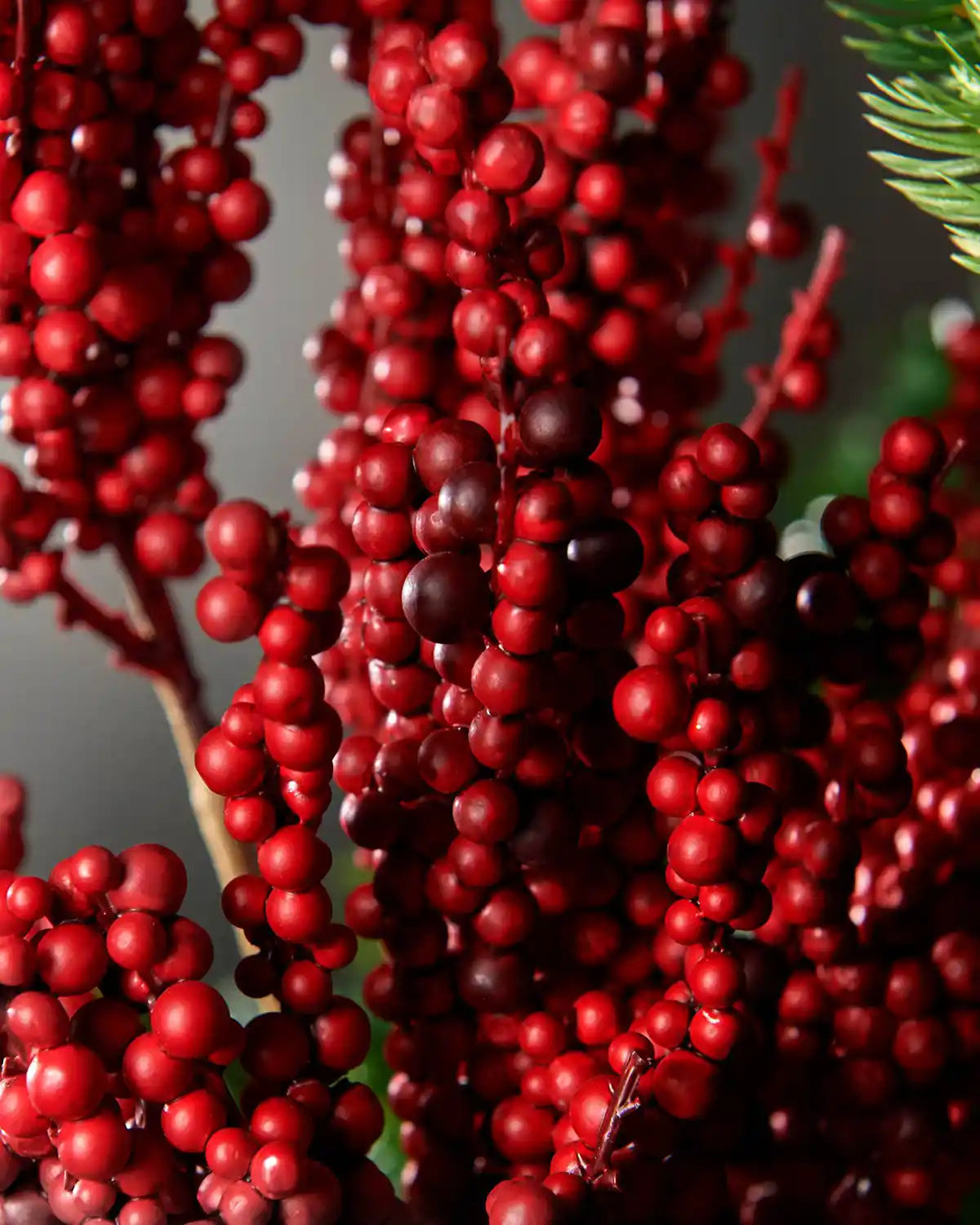 Close-up of red berries on a branch 