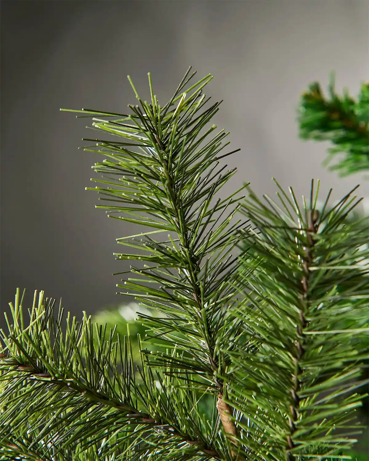 Close-up of a green pine branch tree with a blurred background