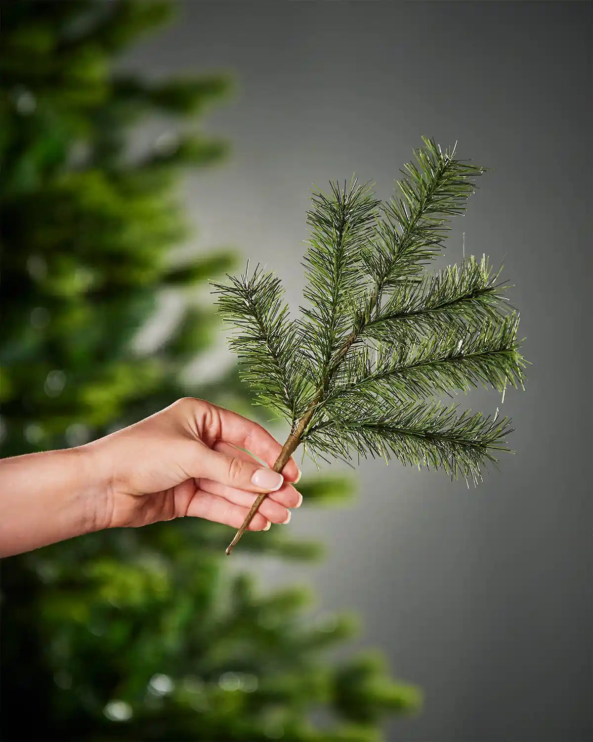 Hand holding a green pine branch on a Christmas tree against a grey background