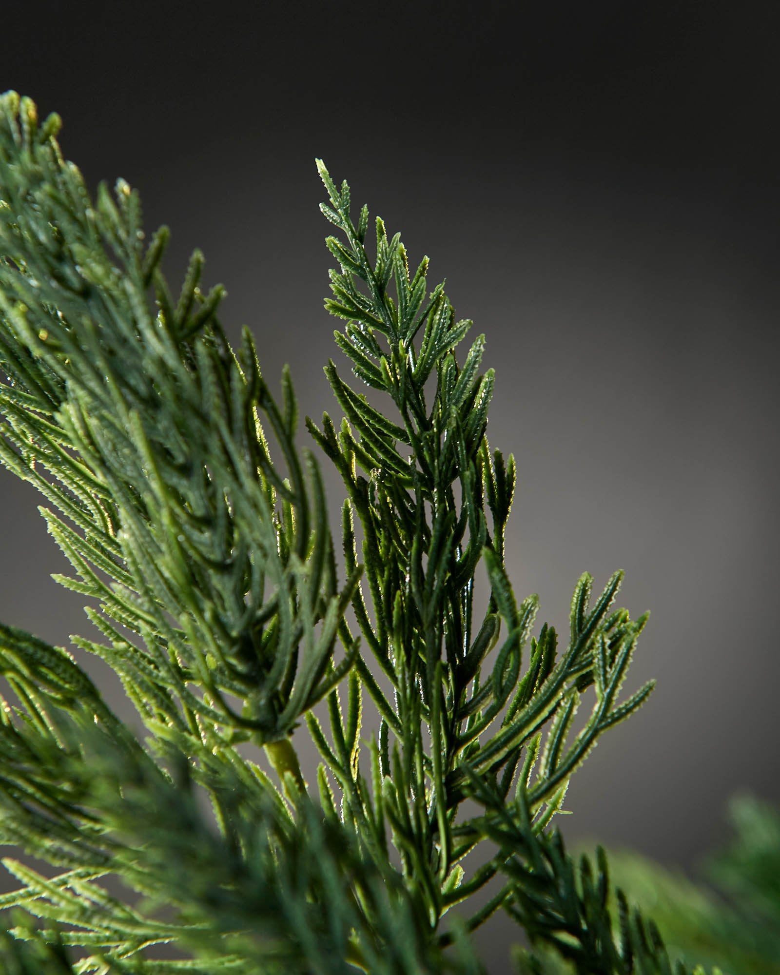 Natural Pine Christmas Tree Pick, 61 cm