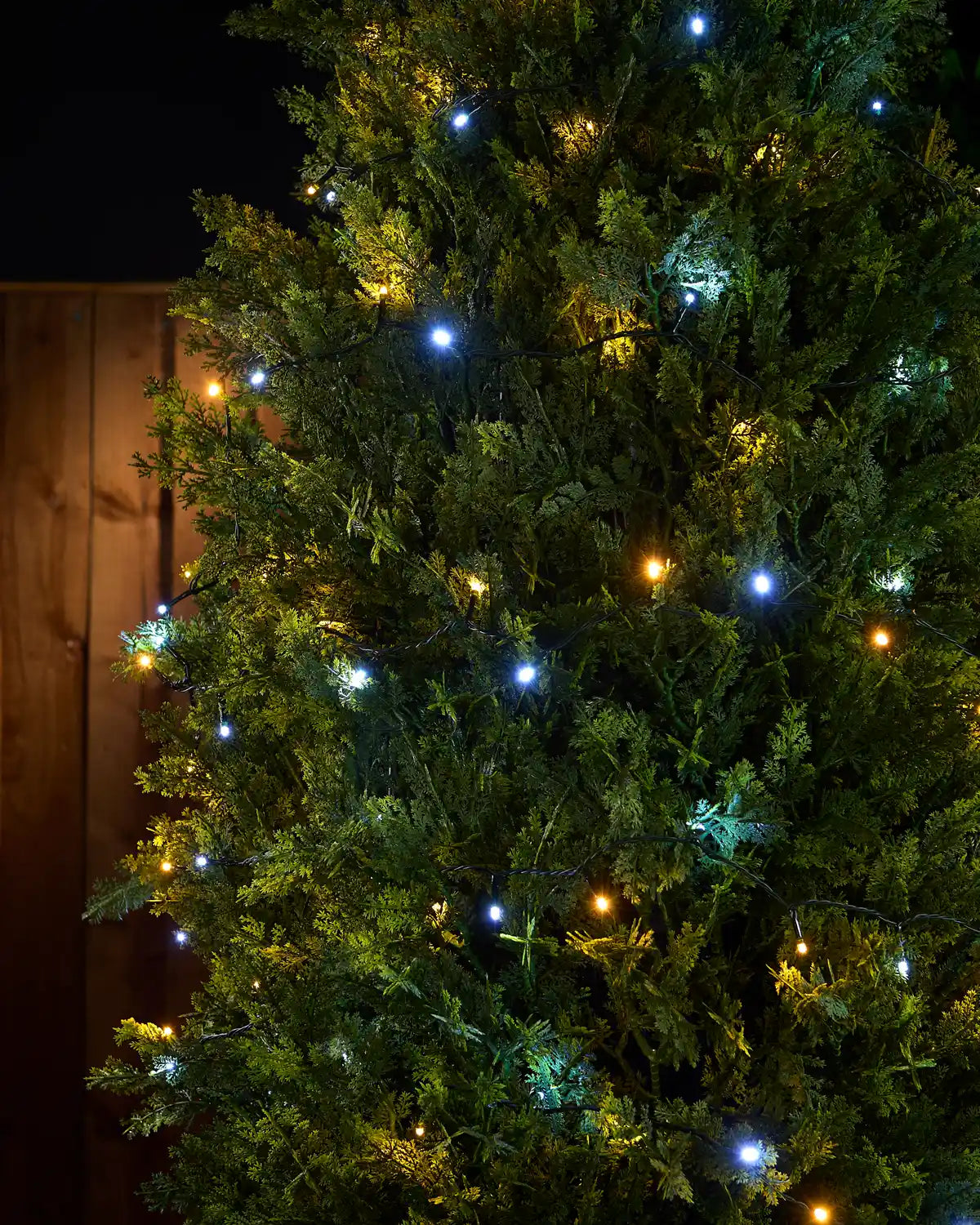 Warm white & White string lights wrapped around a bush with a brown fence shown in the background