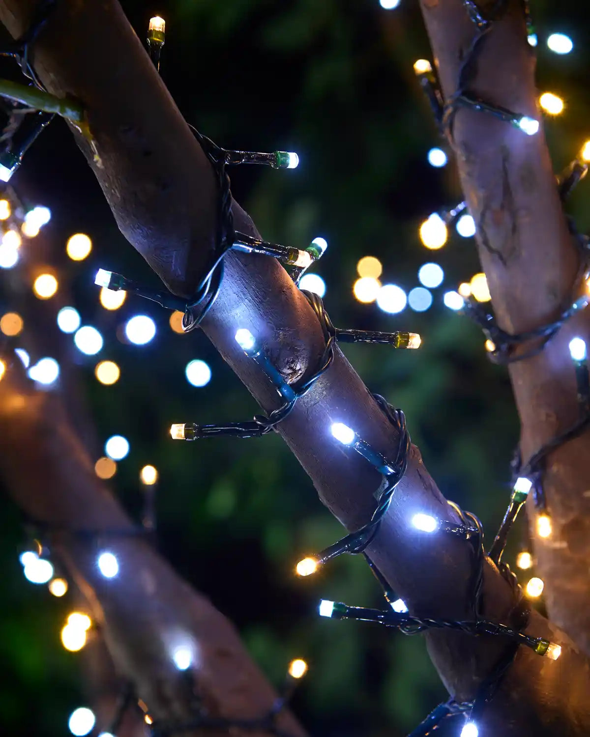 Warm white& White string lights wrapped around a tree branch with a blurry background
