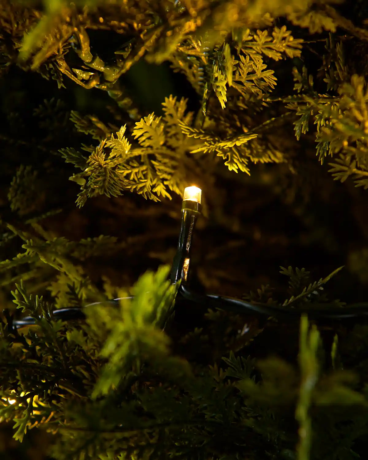 Warm white string lights showing a singular LED lit with a green foliage background