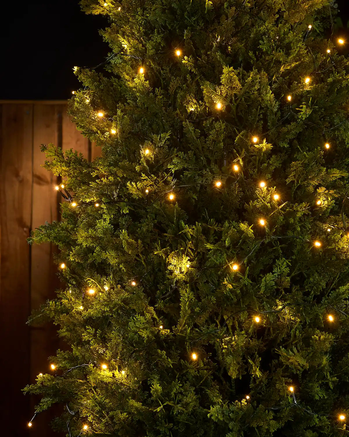 Warm white string lights wrapped around a bush with a brown fence in the background