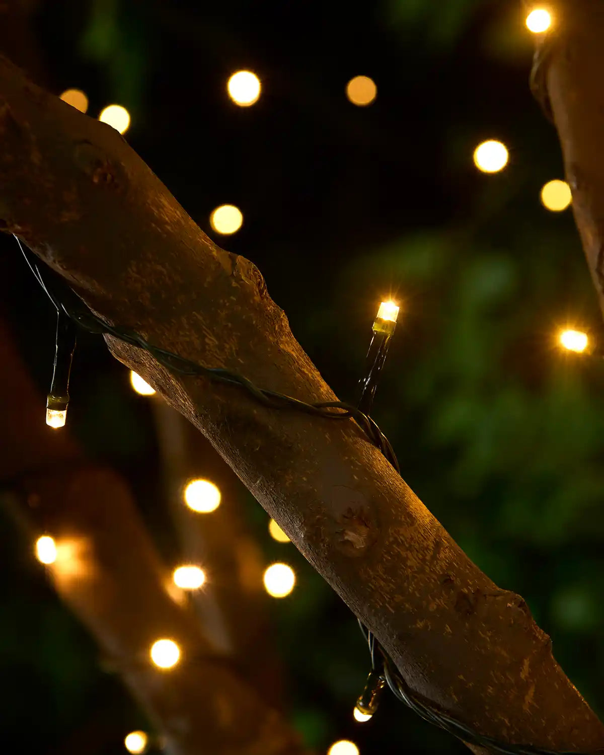 Warm white string lights wrapped around a tree

