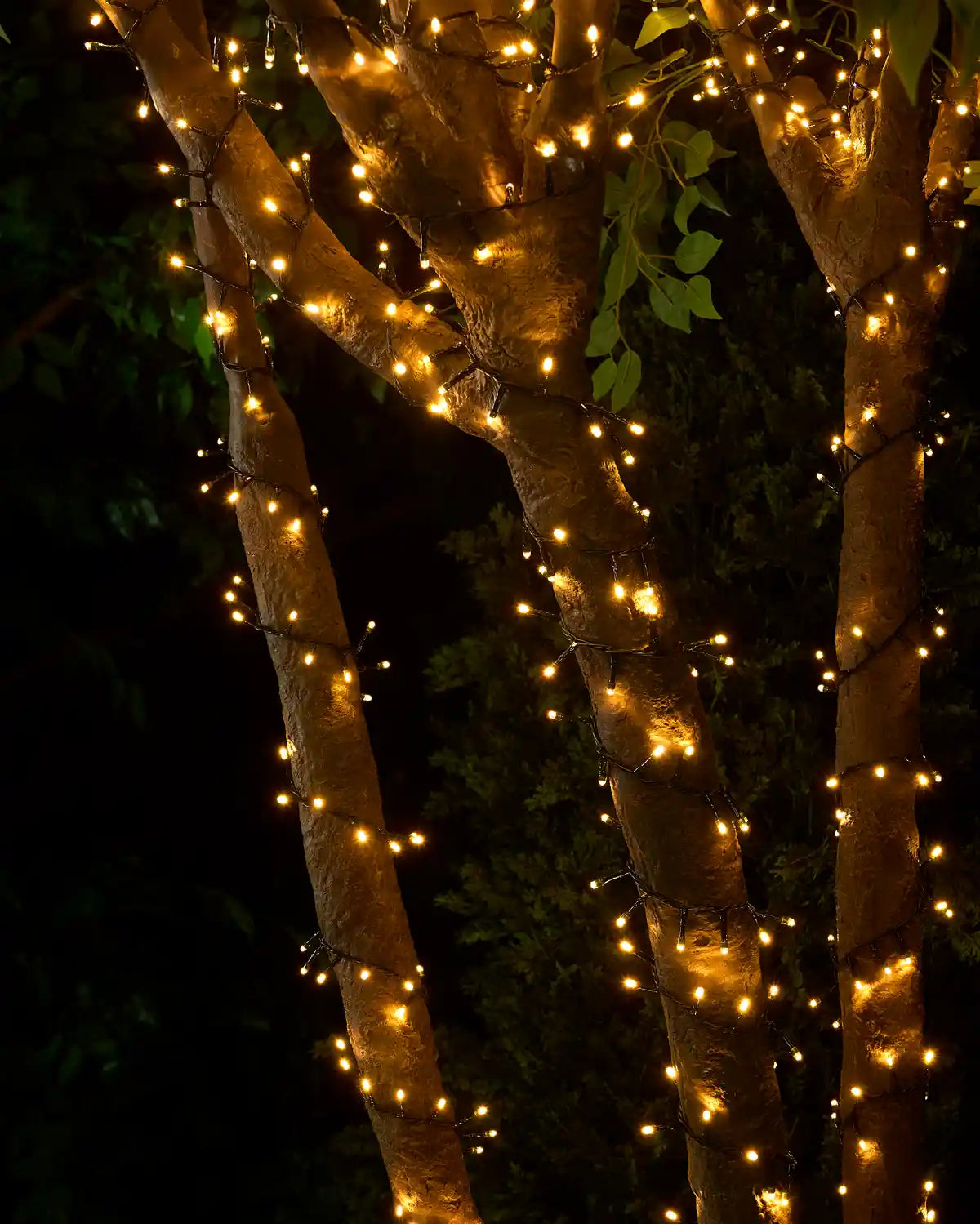 Warm white string lights wrapped around tree branches with a black background
