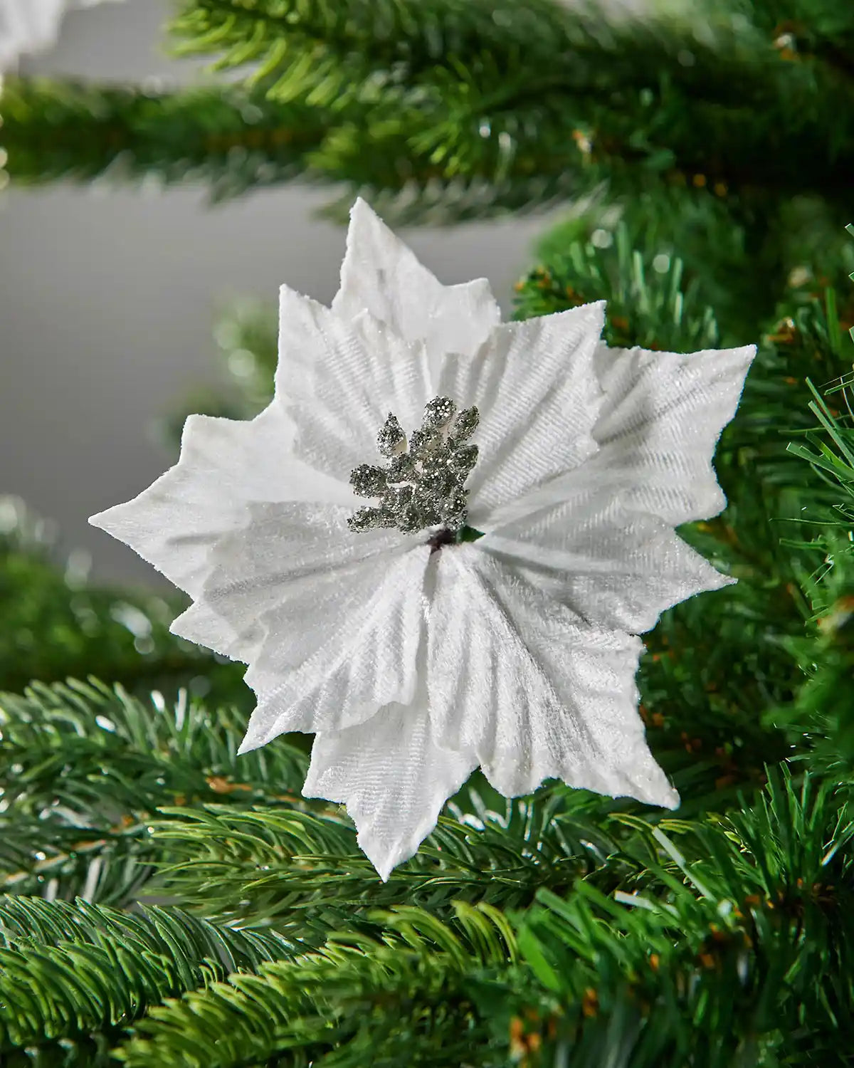 White poinsettia flower on a green Christmas tree