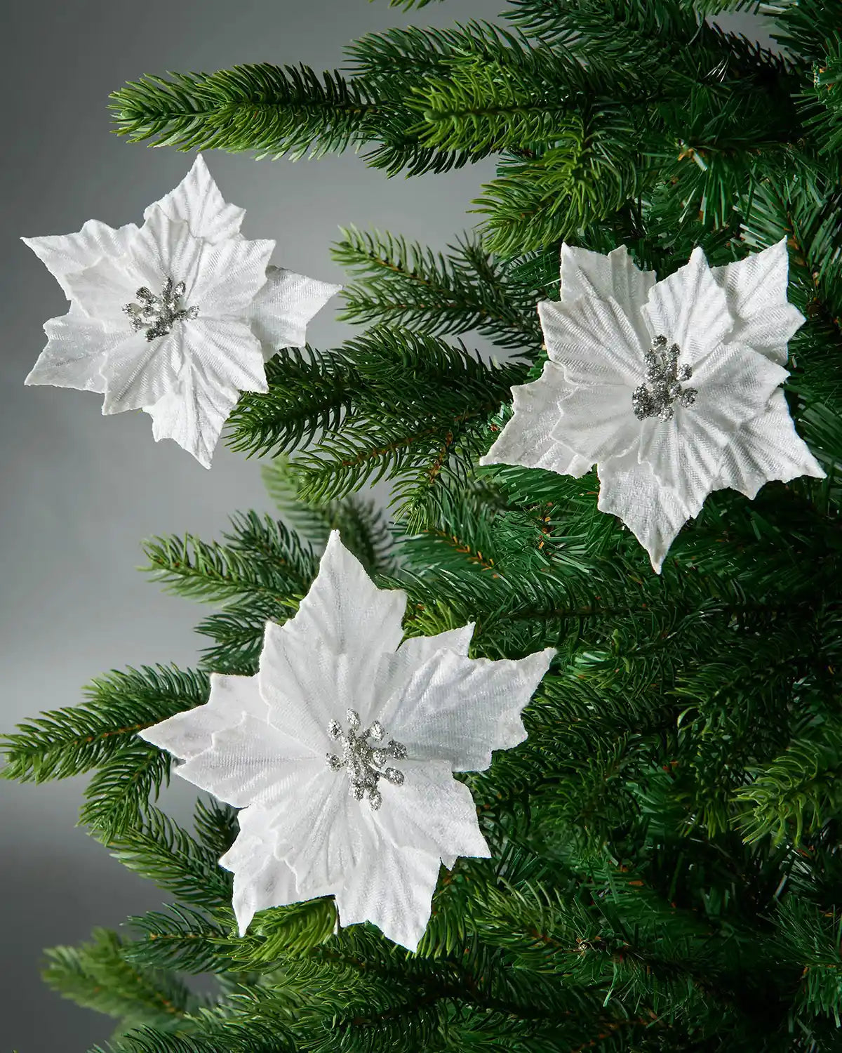 White poinsettia flowers on a green Christmas tree against a grey background