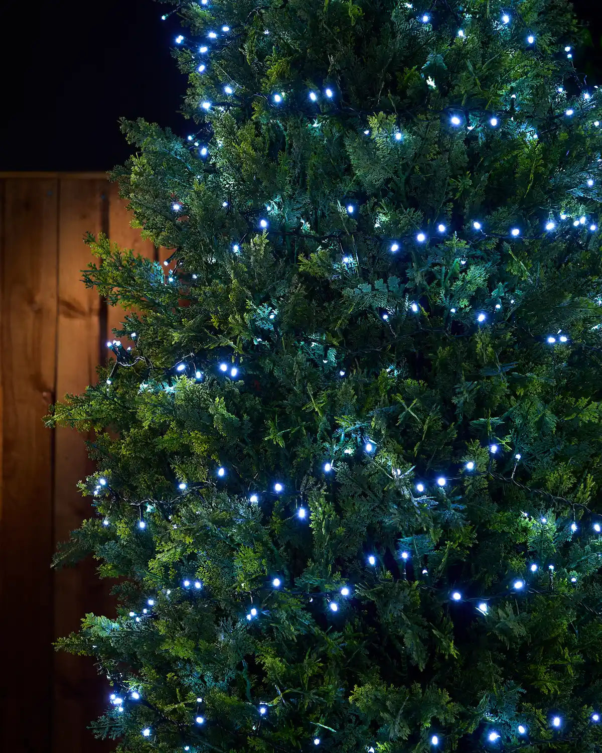White string lights wrapped across a bush with a brown fence in the background
