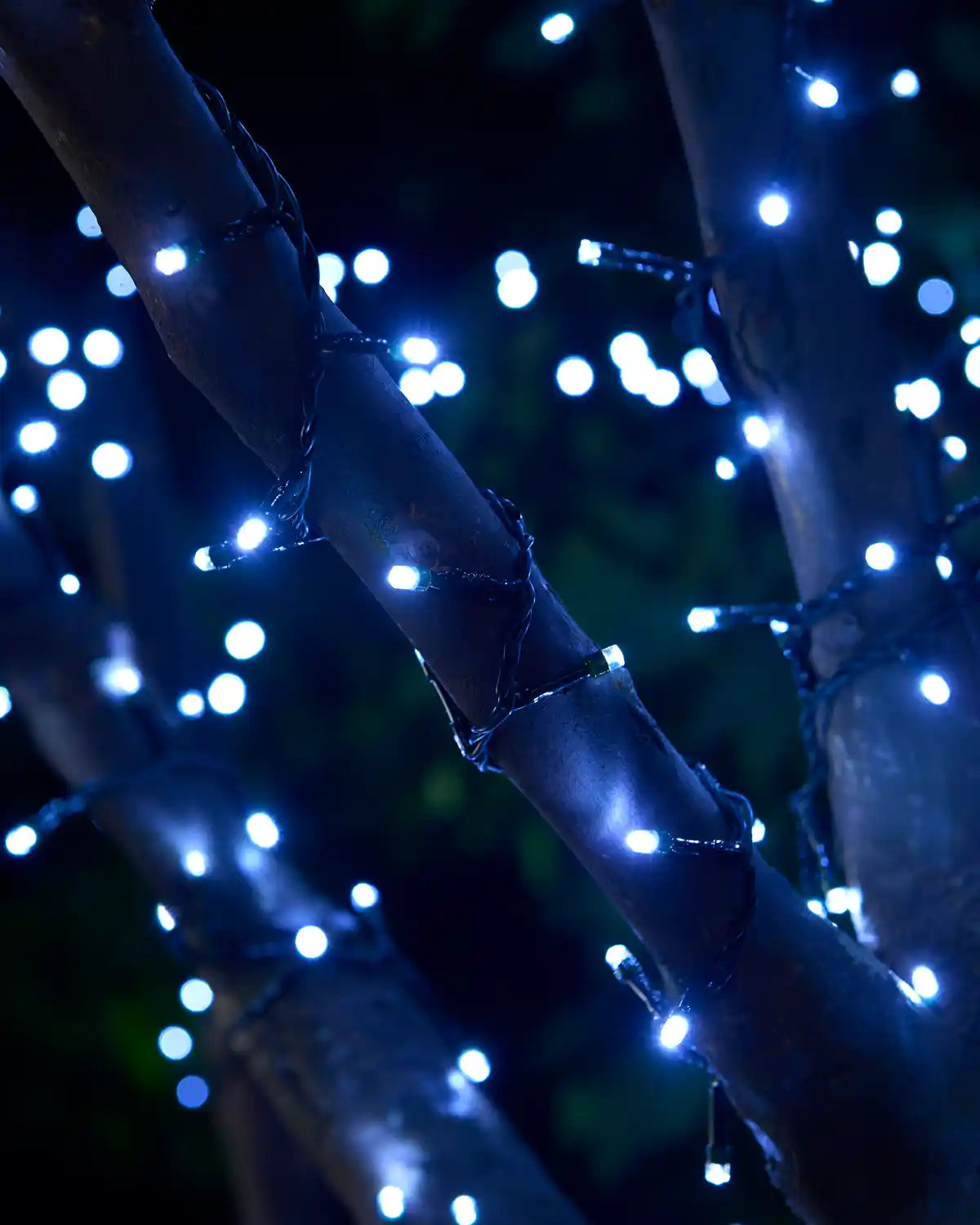 White string lights wrapped around a tree branch with a blurry background
