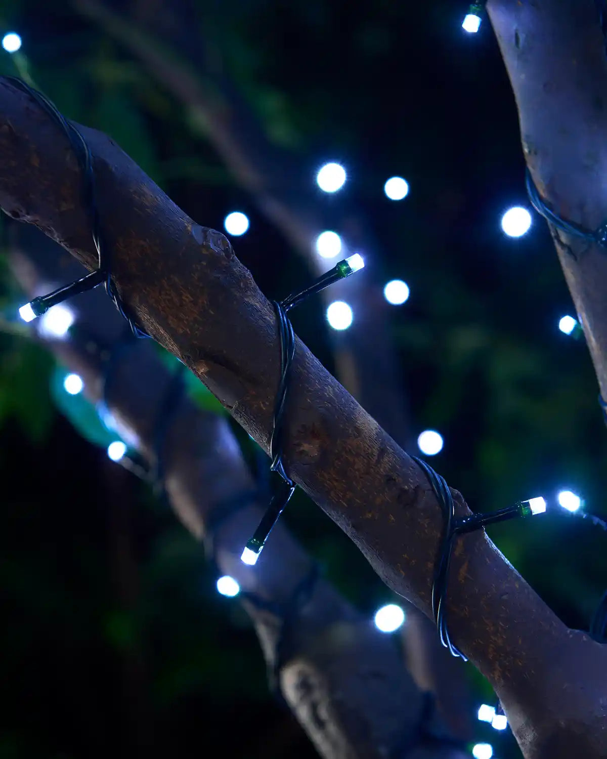 White string lights wrapped around a tree branch with a blurry garden background
