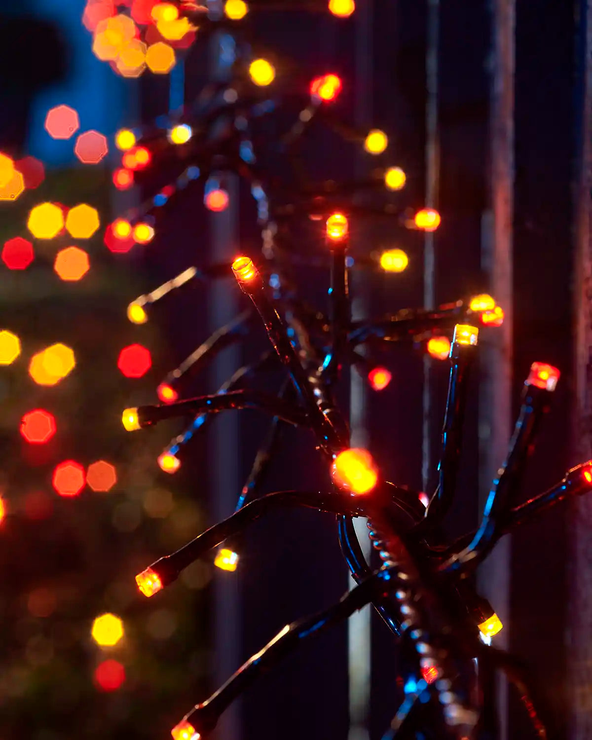 Close-up of autumn colour Home Series cluster lights on black cable with red, orange and yellow LEDs.