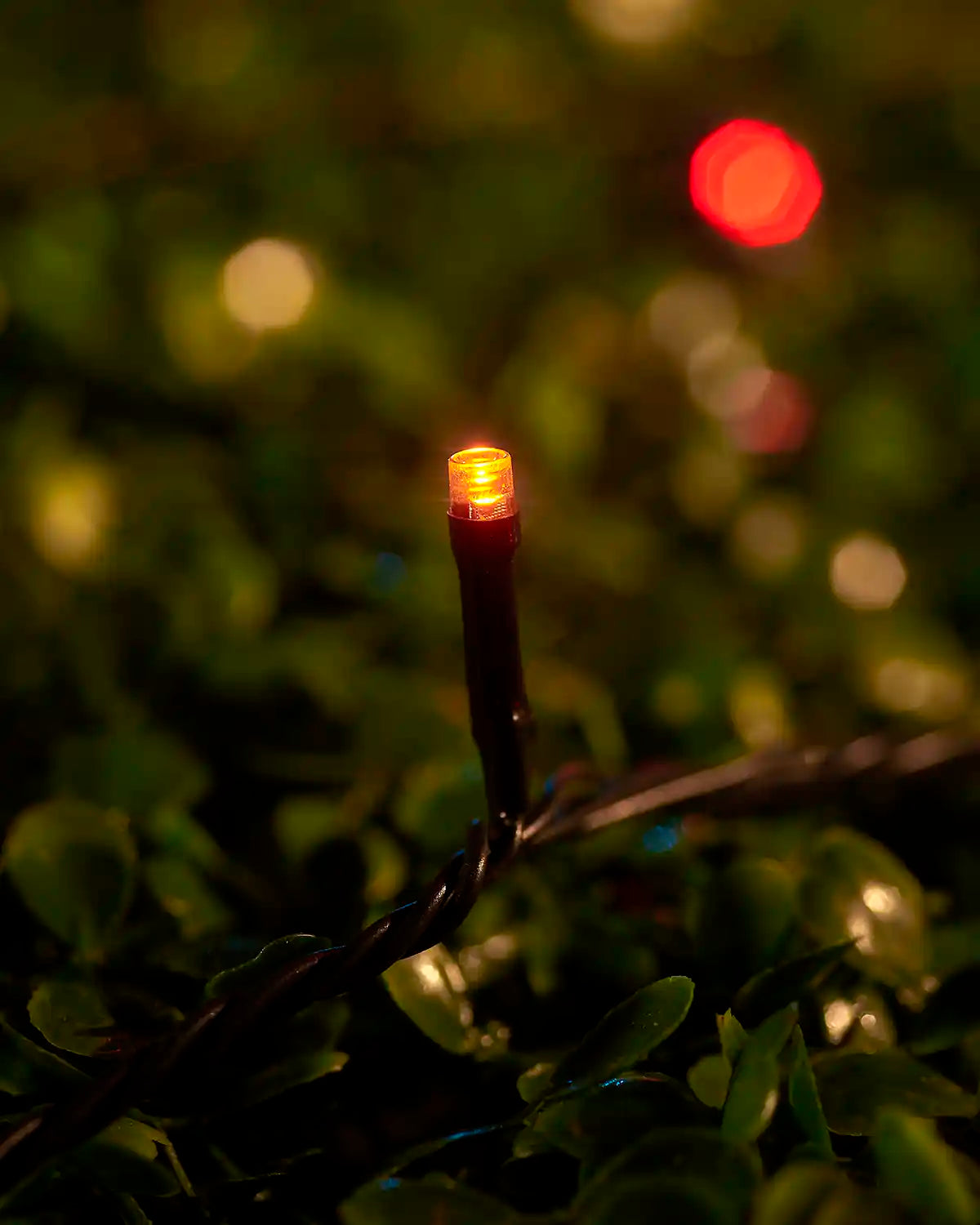 Close-up of an orange LED from autumn colour string lights nestled in green foliage.