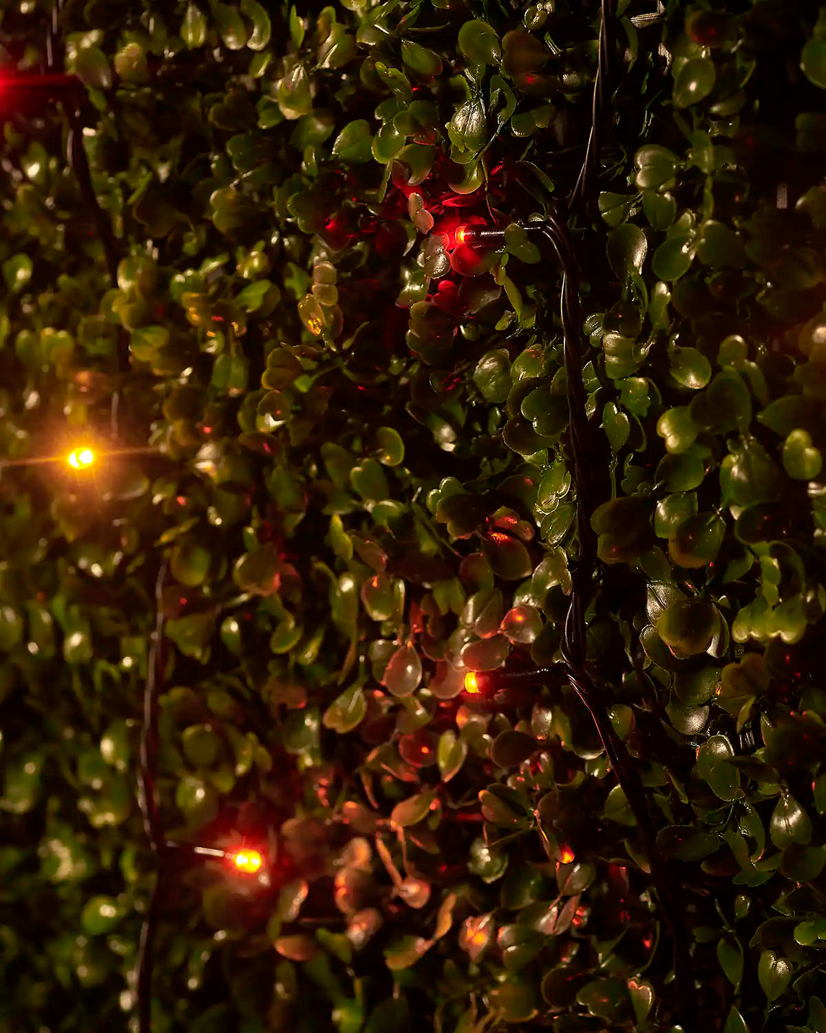 Close-up of red, orange and yellow LED string lights on black cable woven through green leaves.