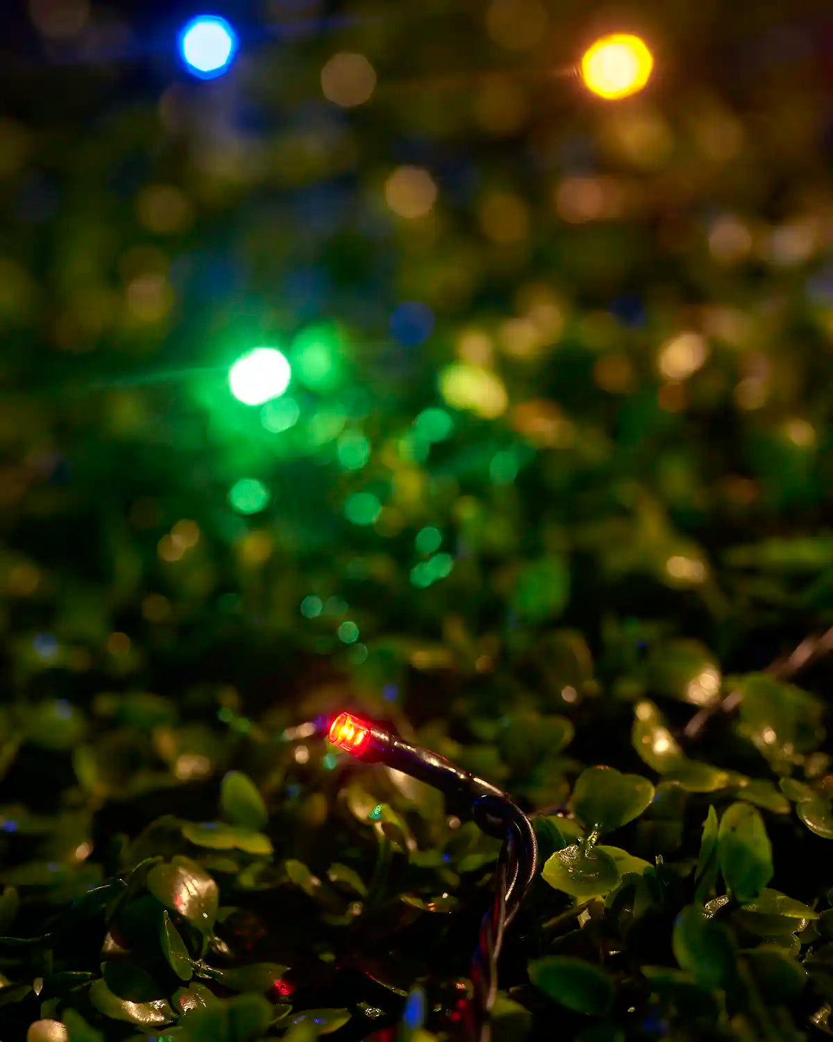 Close-up of a red LED from multi colour string lights nestled in green foliage.