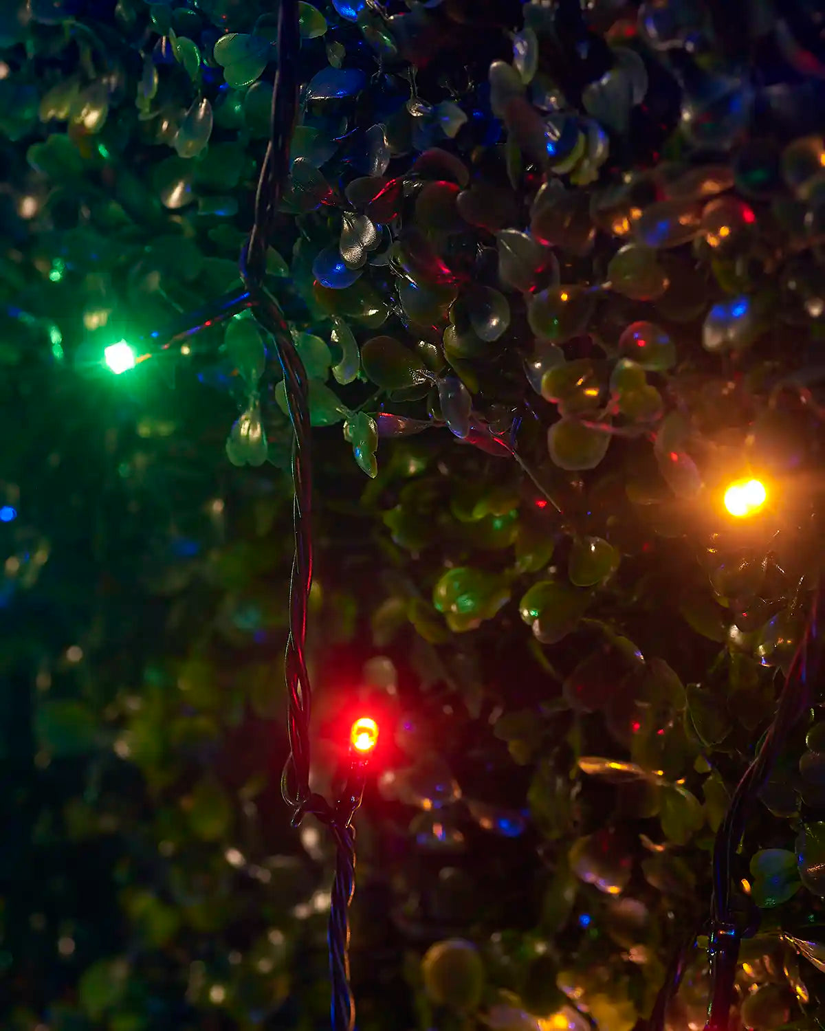 Close-up of red, green and yellow LED string lights on black cable woven through green leaves.