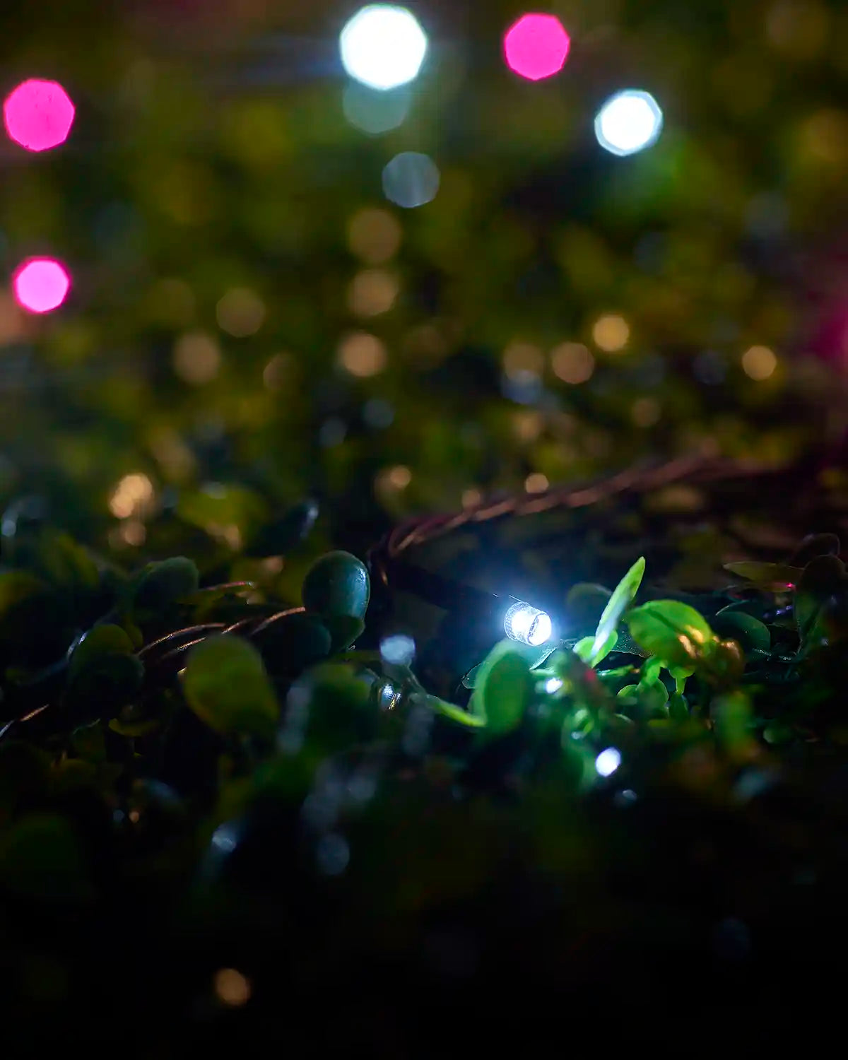 Close-up of a white LED from pink and white string lights nestled in green foliage.