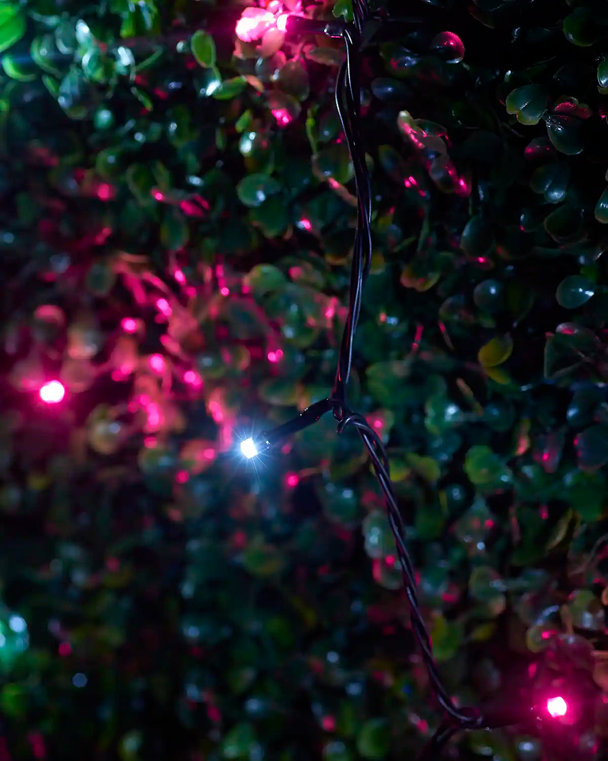 Close-up of pink and white LED string lights on black cable woven through green leaves.