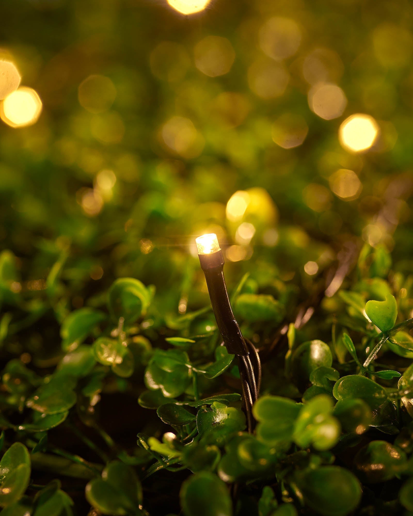 Close-up of a warm white LED string light nestled in green foliage.
