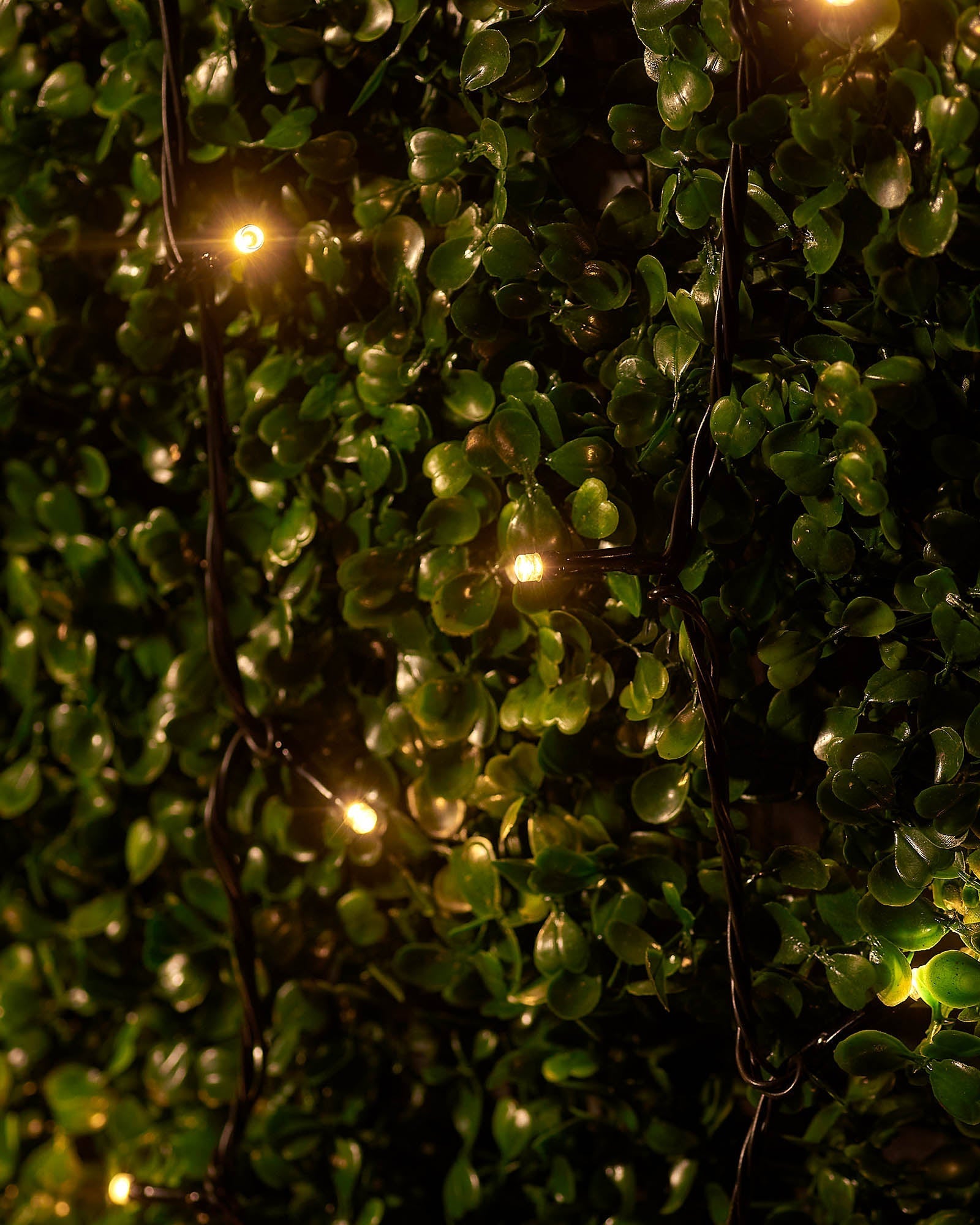 Close-up of warm white LED string lights on black cable woven through green leaves.