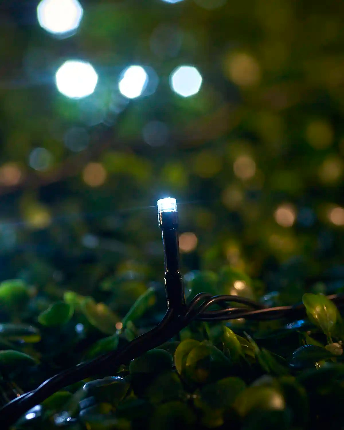 Close-up of a white LED string light nestled in green foliage.