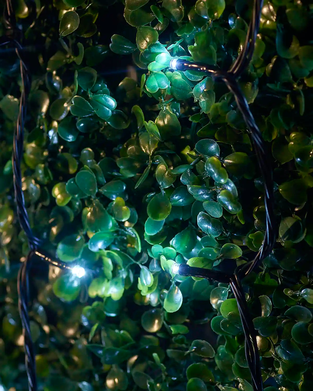 Close-up of white LED string lights on black cable woven through green leaves.