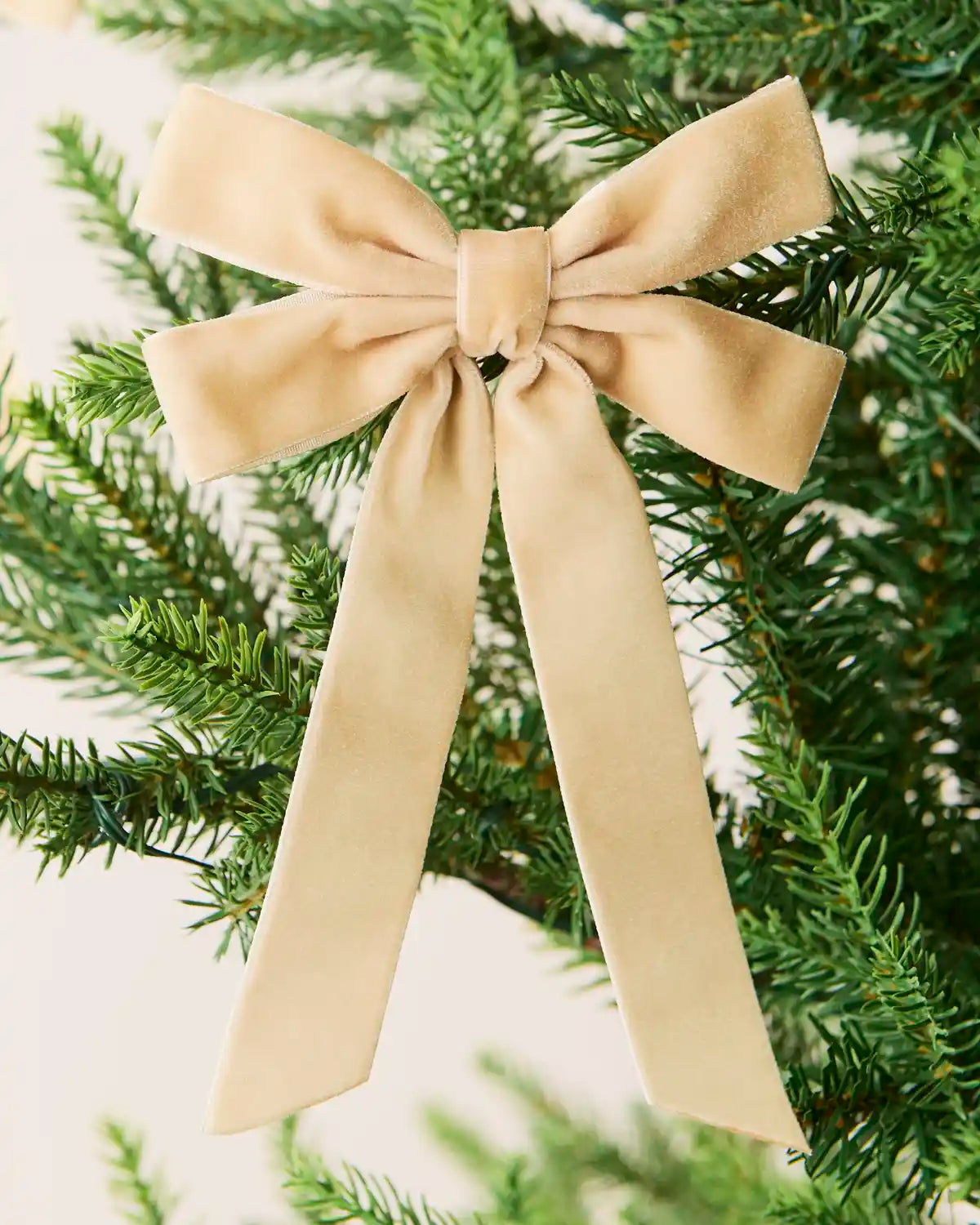 Latte 16.5 cm velvet double bow with long tails attached to a Christmas tree branch.