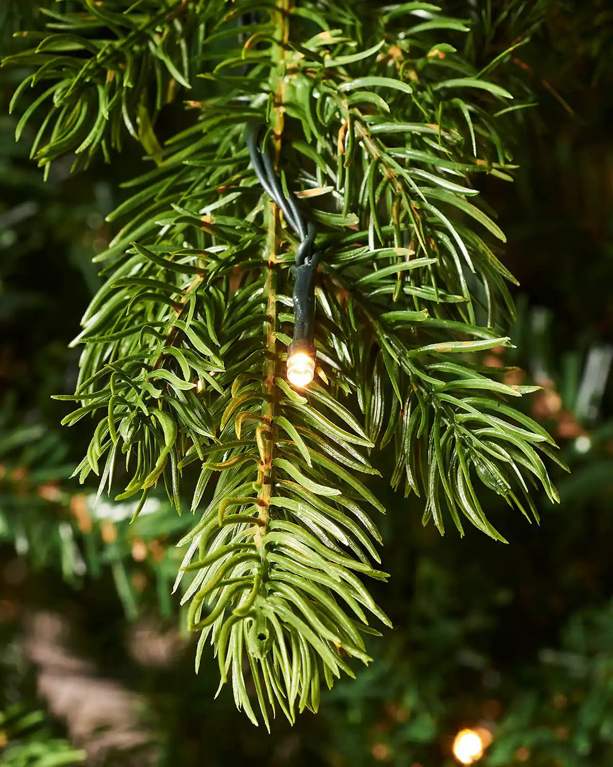 Close-up of warm white LED light on 6 ft Balsam Fir Christmas tree branches