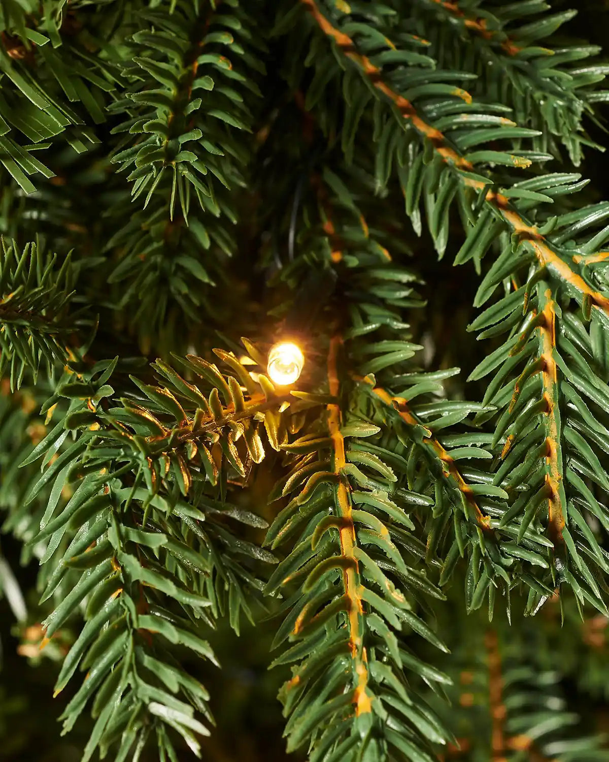 Close-up of warm lights on green Christmas tree branches