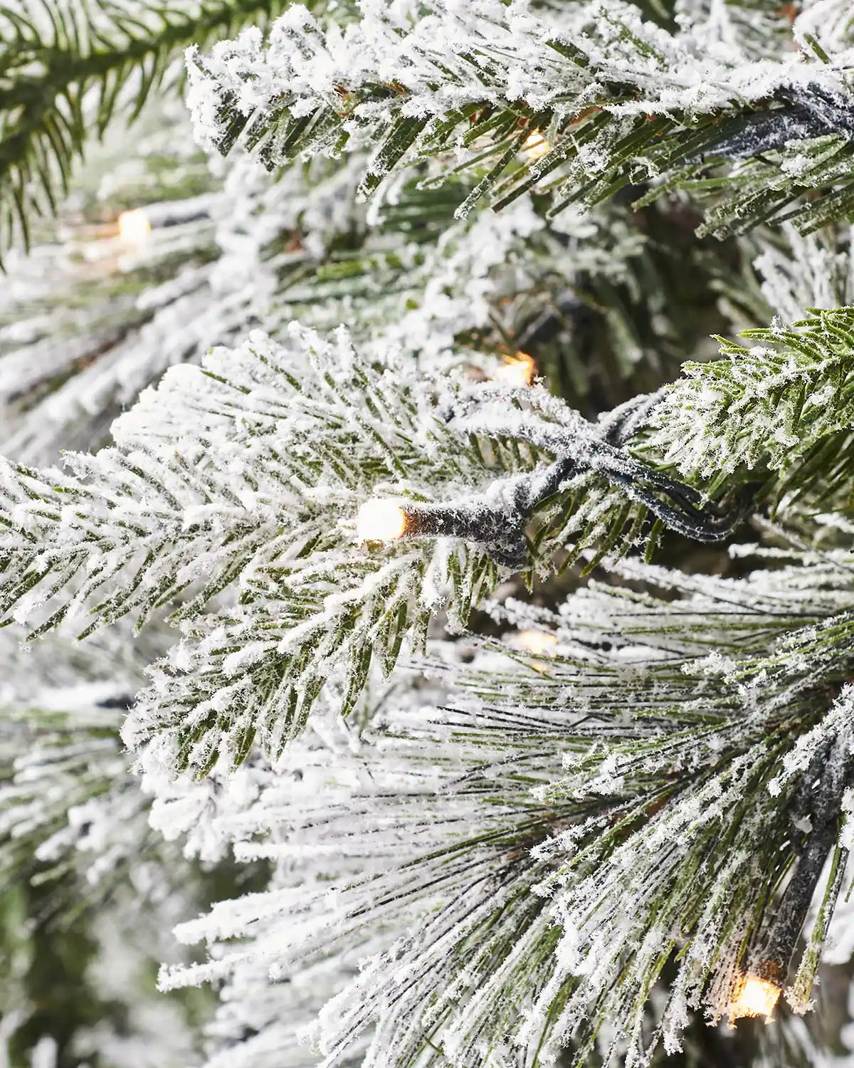Close-up of warm lights on frosted Christmas tree branches