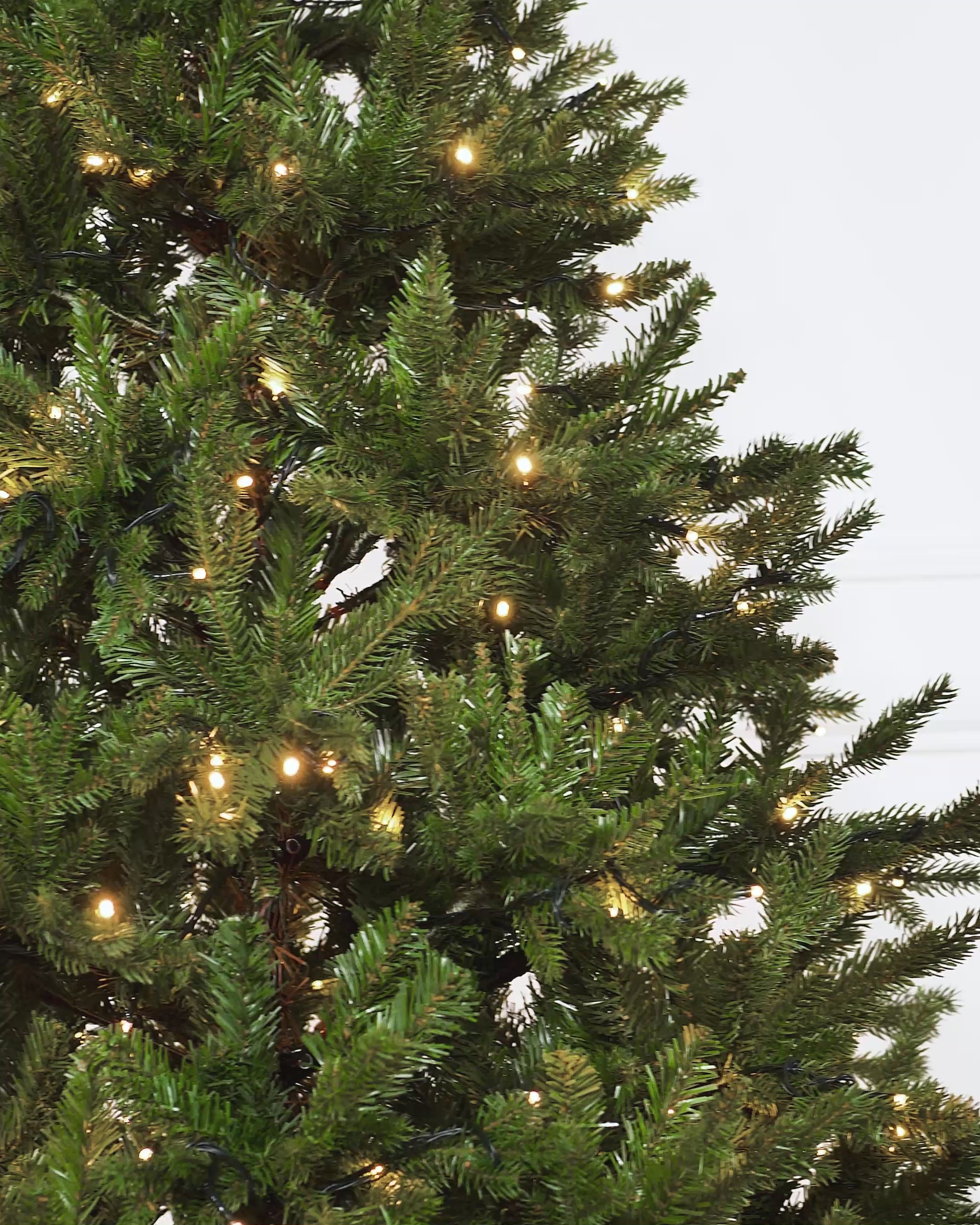 Load video: Pre-Lit Norway Spruce Potted Christmas Tree, 5 ft
