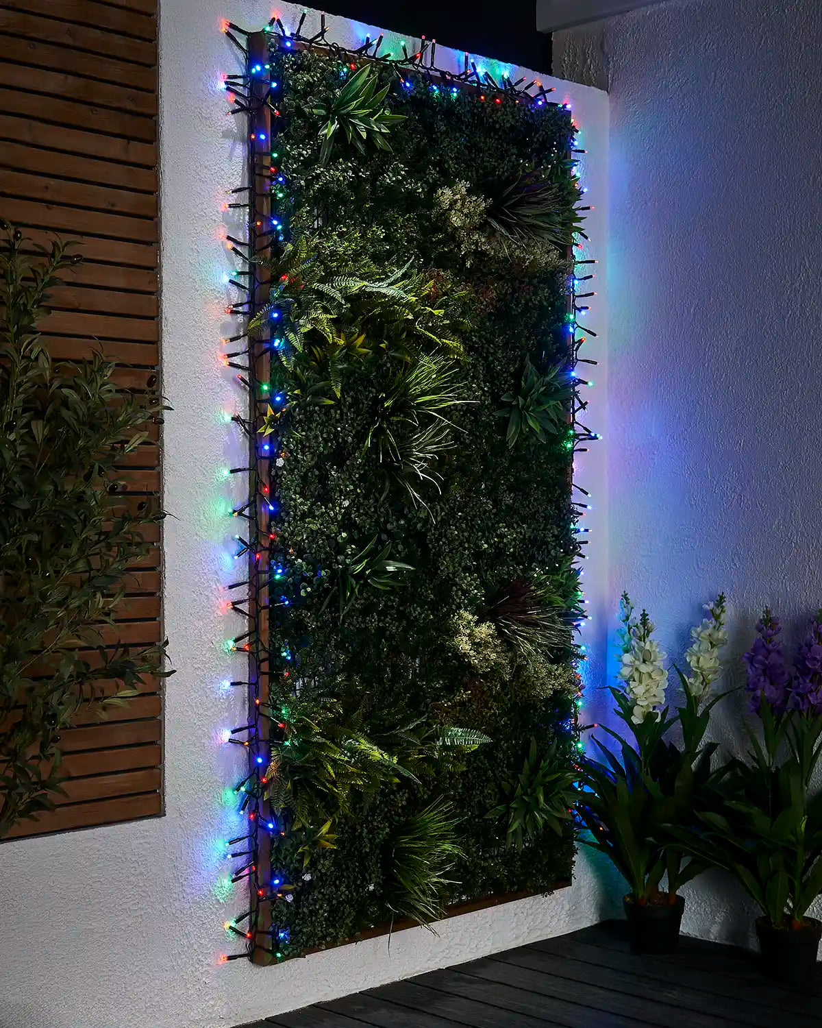 Multicolour cluster lights on black cable around an outdoor green wall feature.