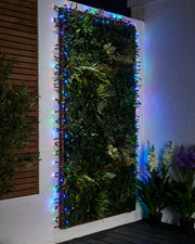 Multicolour cluster lights on black cable around an outdoor green wall feature.