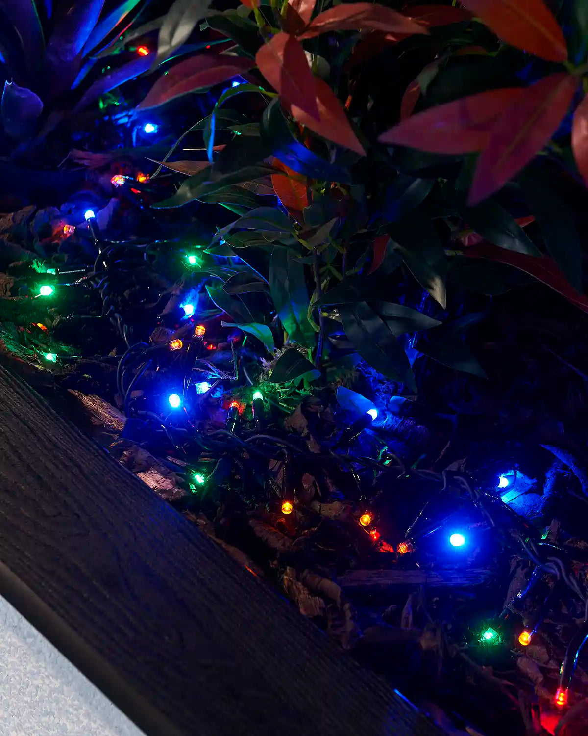 Multicolour cluster lights on black cable arranged through outdoor planting.