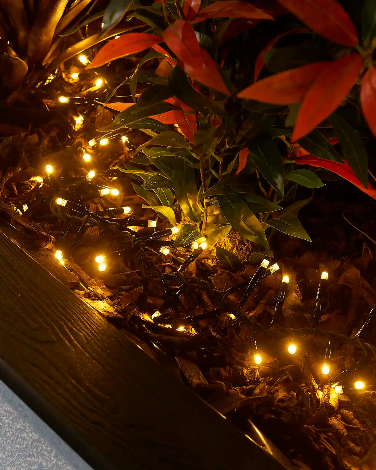 Warm white cluster lights on black cable arranged through outdoor planting.